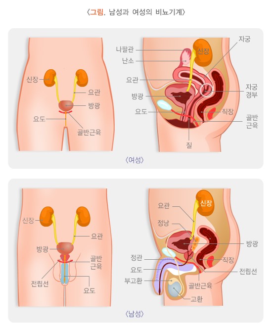 여성과 남성의 신장, 요관, 방광, 요도와 골반근육을 표시한 정면도와 단면도
